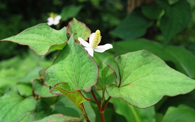rau diếp cá
